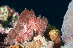 BD-130329-Tulamben-7937-Taenianotus-triacanthus.-Lacepède.-1802-[Leaf-scorpionfish].jpg